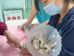 -北京观赏动物医院·24小时大型综合·猫专科·异宠专科