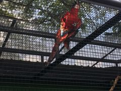 -新加坡飞禽公园