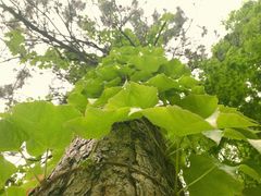 -合肥滨湖国家森林公园