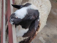 -合肥滨湖国家森林公园