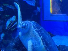 -成都浩海立方海洋公园