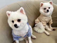 -怪兽屋·羊驼·猫咖·狗咖(俊华广场店)