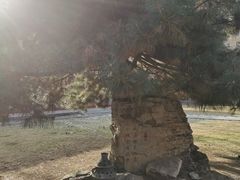 -护国法轮寺