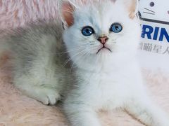-十年猫舍·猫咪专门店(普陀店)