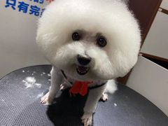 -宠物家(双井店)
