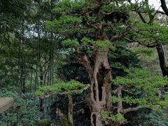 -南山植物园
