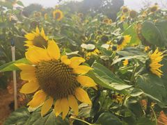 -松山湖梦幻百花洲
