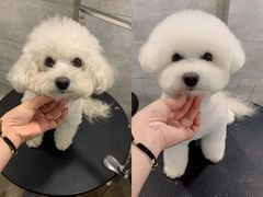 -八公叔叔宠物美容连锁(春申店)