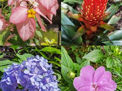 -中国科学院华南植物园