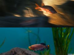 -上海海洋水族馆