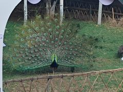 -昆明动物园