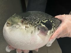 -鲐赏河豚(长寿店)
