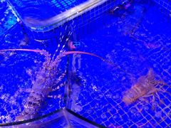 -青蓬蒸汽海鲜·深圳老字号·团建聚会(壹方城店)