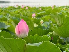-莲花池公园