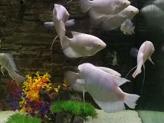 -洛阳龙门海洋馆