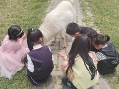 -田园东方蜜桃村的田野营地