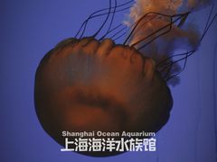 -上海海洋水族馆