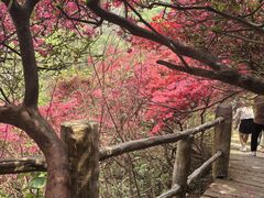 -木兰云雾山