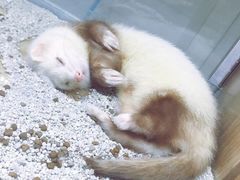 -藦茜花园宠物主题亲子互动体验馆(国顺东路店)