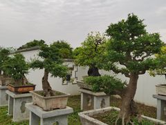 -金卉庄园