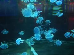 -石家庄海洋公园