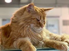 -Heymao猫咖.咖啡厅(东门店)