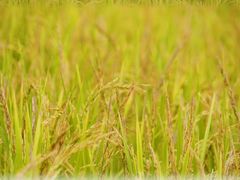 -光明小镇欢乐田园