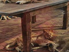 -大连森林动物园