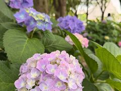 -上海鲜花港