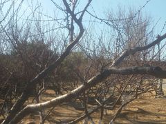 -永定河休闲森林公园