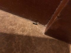 -深圳东部华侨城茵特拉根酒店