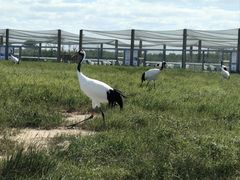 -盐城丹顶鹤湿地生态旅游区
