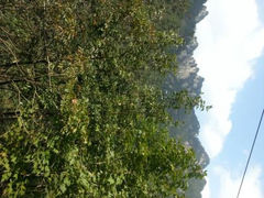 android_upload_pic-大明山自然探索公园