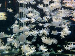 -太平洋海底世界