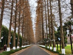 -黄海国家森林公园