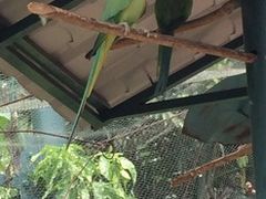 -吉隆坡雀鸟公园