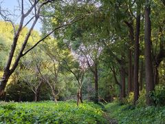 -上海滨江森林公园