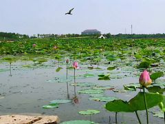 -天津东丽湖风景区