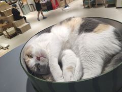 -藏猫猫咖啡主题馆(中央大道店)