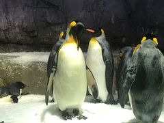 -大阪海游馆