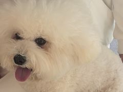 -西安京西宠物医院·瘫痪·疑难杂症