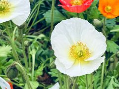 -东莞植物园