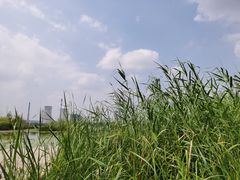 -九里湖国家湿地公园