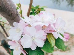-海棠花溪(元大都城垣遗址公园)