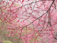 -桃花岭景区