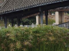 -眉山湿地公园(东坡区)