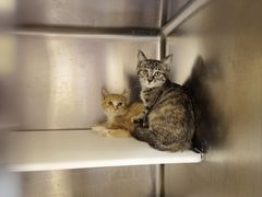 -萌兽医馆·犬猫专科·眼科中心·宠物医院(朝阳门分院)