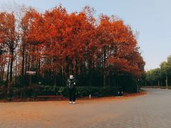 -上海海湾国家森林公园