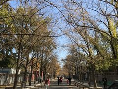 -三里屯东五街银杏大道