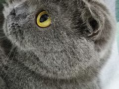 -鼓捣猫呢主题猫咖店